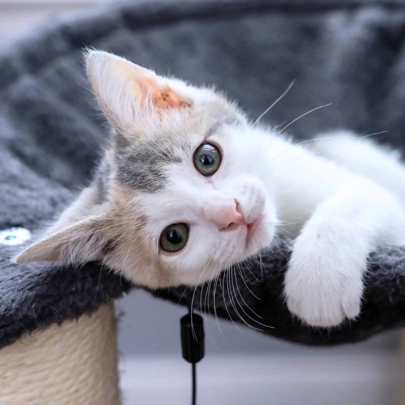 Mama Butterball and Cinnabon - Photo 4