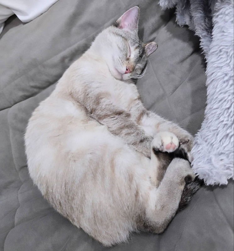 Mama Butterball and Cinnabon - Photo 6