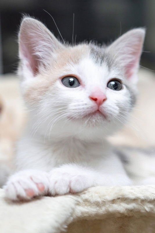 Mama Butterball and Cinnabon - Photo 7