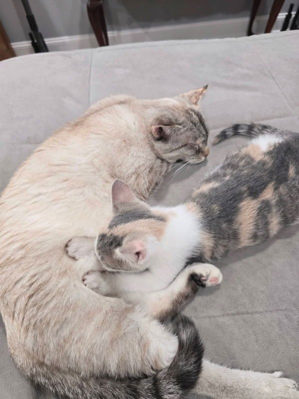 Mama Butterball and Cinnabon - Photo 8