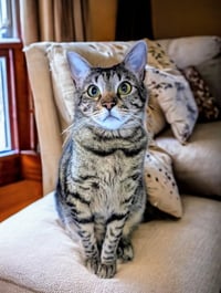 Little Bit (Bobtail) - Photo 1