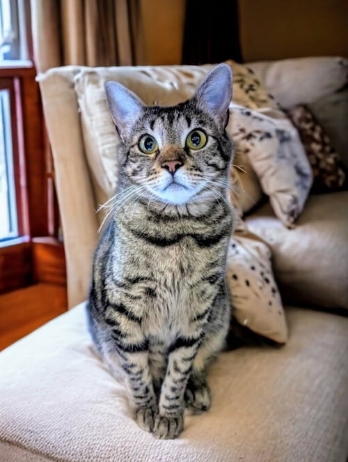 LITTLE BIT (BOBTAIL) - Tabby available for adoption