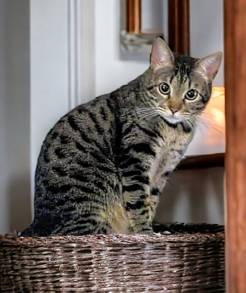 LITTLE BIT (BOBTAIL) - Tabby available for adoption