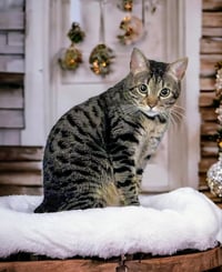 Little Bit (Bobtail) - Photo 5