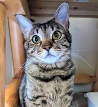Little Bit (Bobtail) - Photo 3