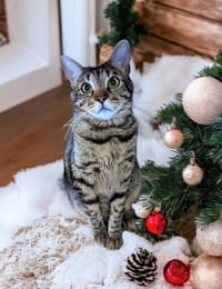 Little Bit (Bobtail) - Photo 4