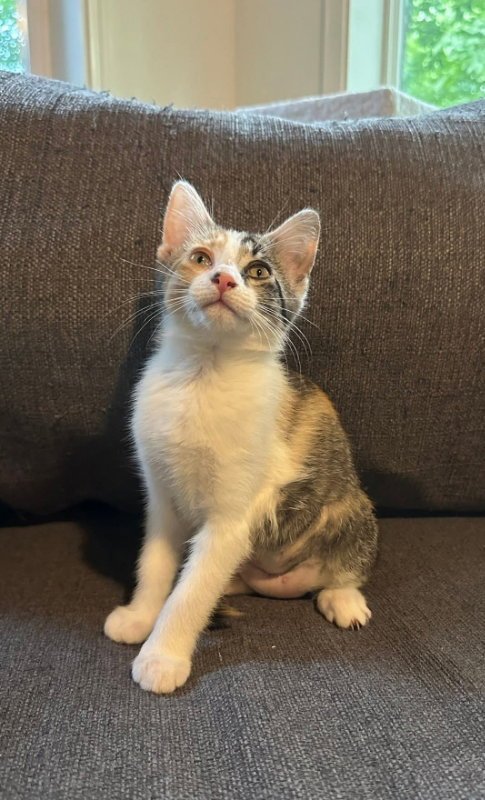 HORCHATA - Calico available for adoption