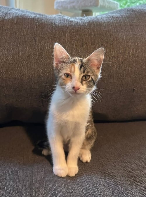 HORCHATA - Calico available for adoption
