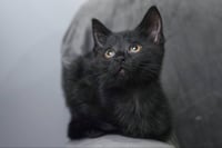 Eenie - Photo 6