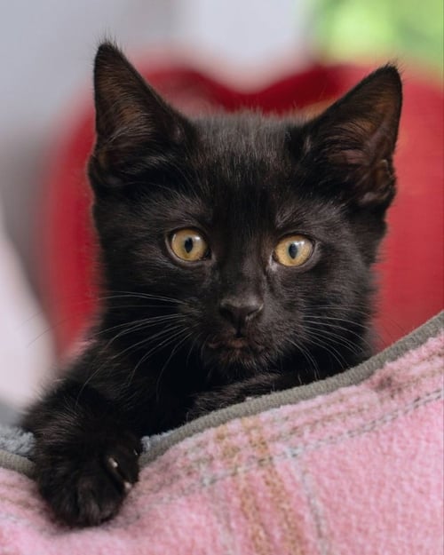 EENIE - Bombay / Domestic Short Hair available for adoption
