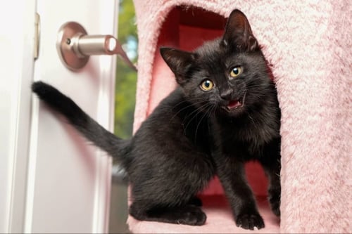 EENIE - Bombay / Domestic Short Hair available for adoption