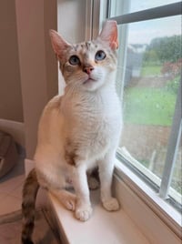 Miss Marshmallow - Photo 8