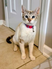 Miss Marshmallow - Photo 3