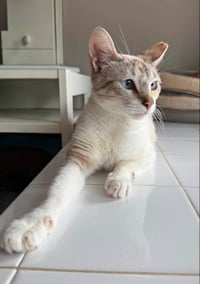 Miss Marshmallow - Photo 6