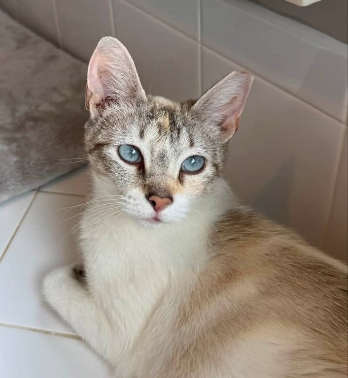 Miss Marshmallow Image