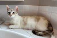 Miss Marshmallow - Photo 7
