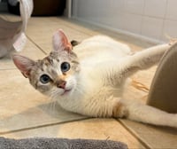 Miss Marshmallow - Photo 5