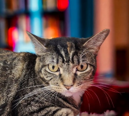 AREO - Torbie available for adoption