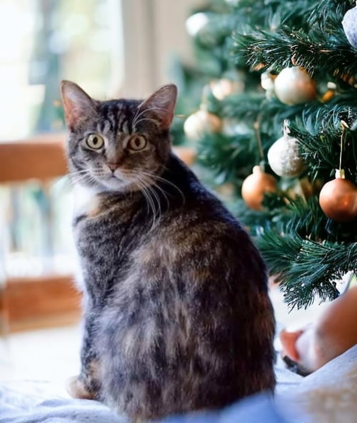 AREO - Torbie available for adoption