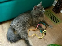 Neko - Photo 3