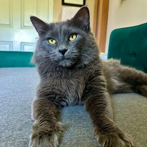 NEKO - Russian Blue / Domestic Long Hair for adoption in Knoxville