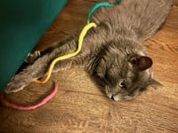 Neko - Photo 4