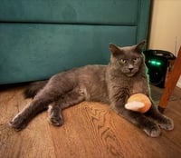 Neko - Photo 2