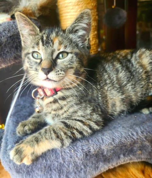 MISS ELSA - Torbie available for adoption