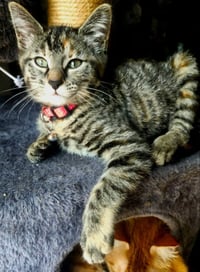 Miss Elsa - Photo 3