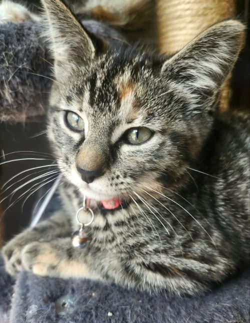 MISS ELSA - Torbie available for adoption