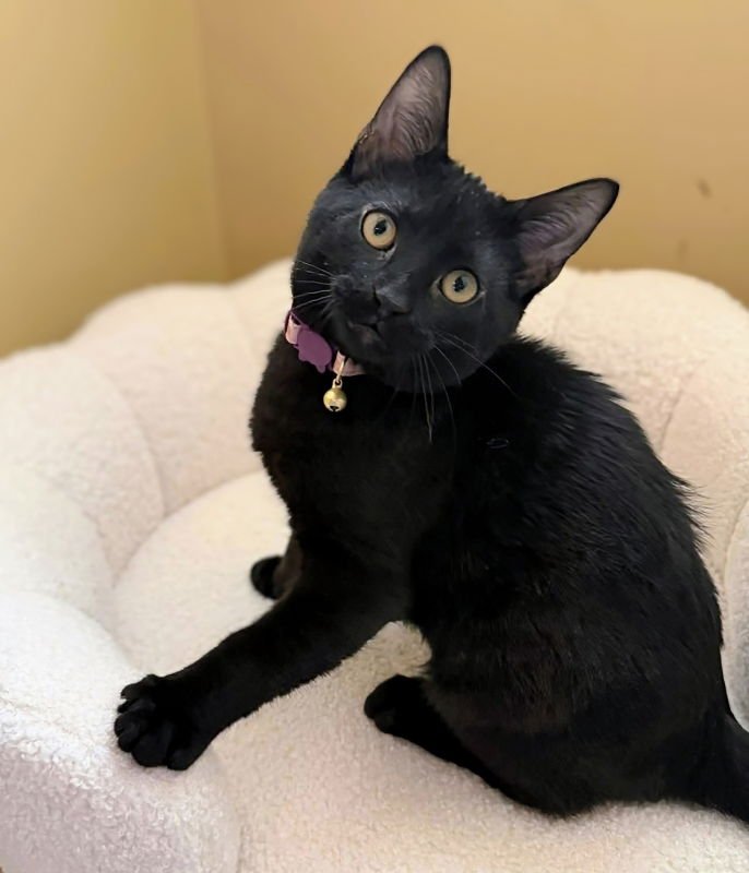 NILE - Bombay / Domestic Short Hair available for adoption