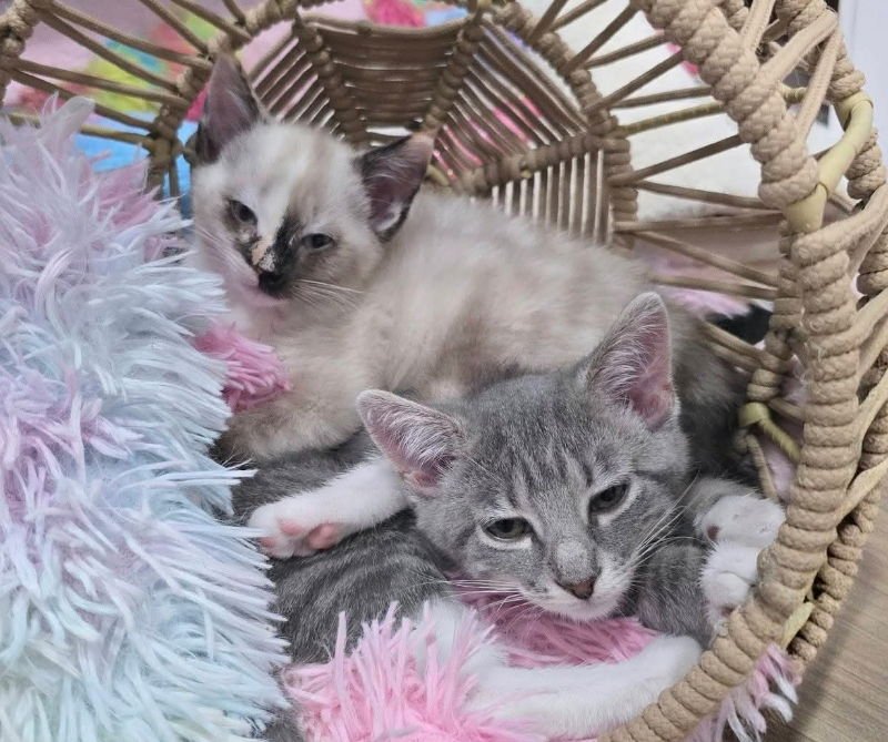 SNOW BEANS & AVALANCHE - Domestic Short Hair / Siamese available for adoption