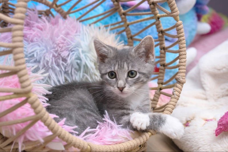 SNOW BEANS & AVALANCHE - Domestic Short Hair / Siamese available for adoption