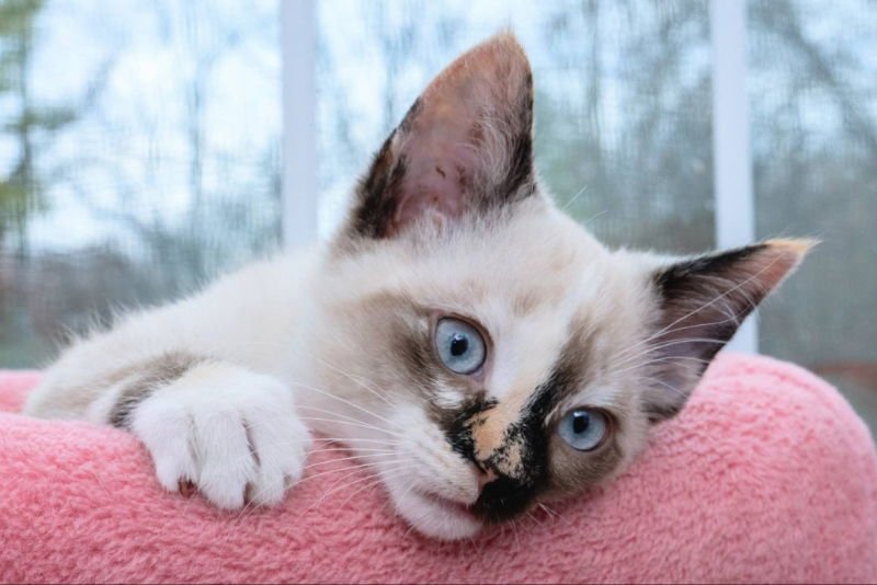 Snow beans & Avalanche - Photo 3