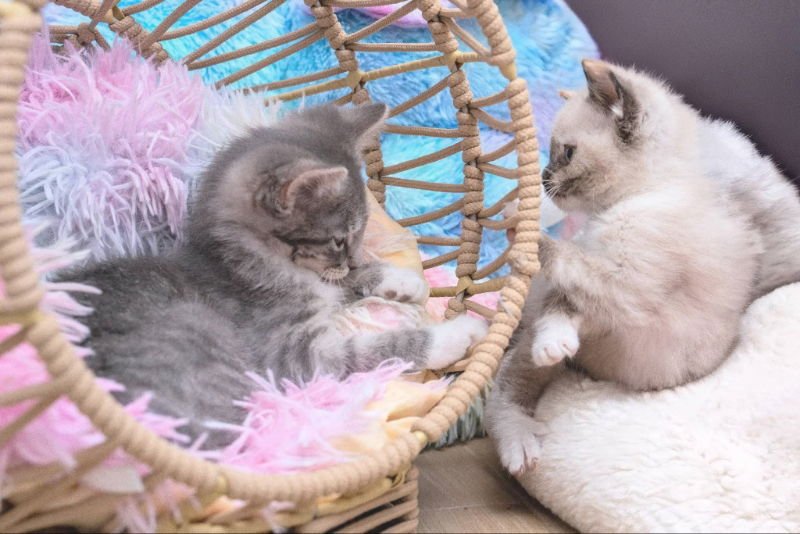 Snow beans & Avalanche - Photo 4