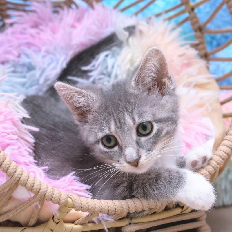 Snow beans & Avalanche - Photo 5