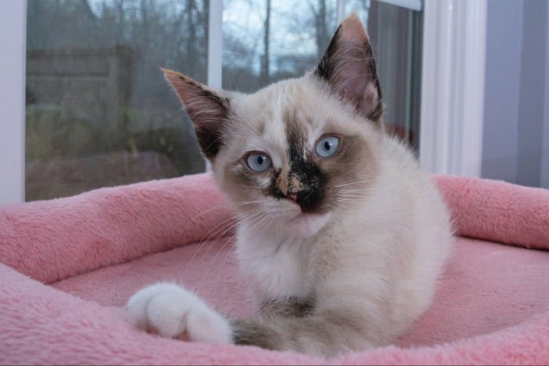 Snow beans & Avalanche - Photo 6