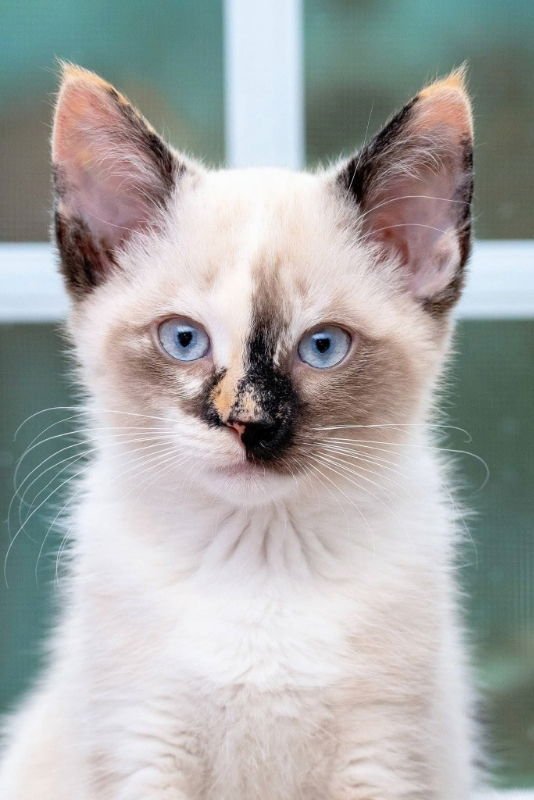 Snow beans & Avalanche - Photo 7