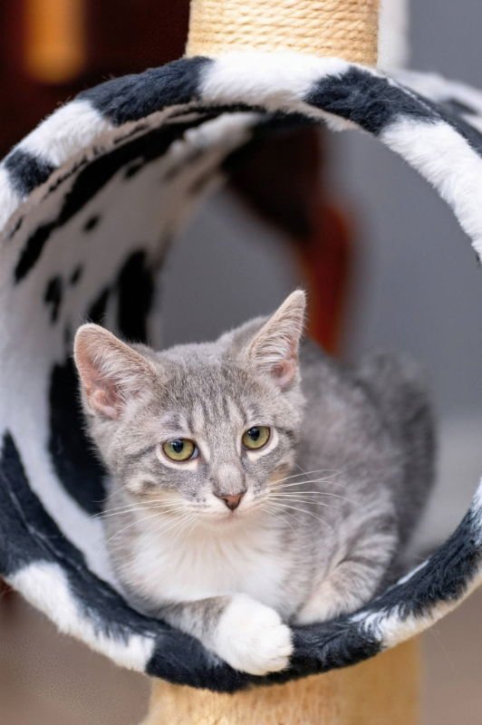 Snow beans & Avalanche - Photo 8