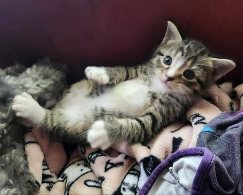 OLAF AND ELSA - Tabby available for adoption