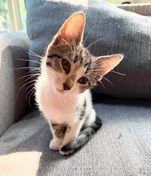 GANDALF - Tabby / Domestic Short Hair available for adoption