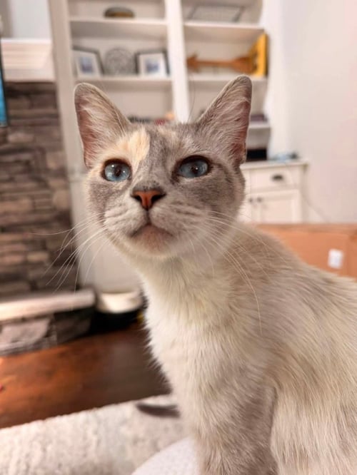 MISS WITHNEY - Siamese available for adoption