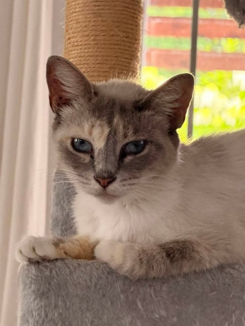 MISS WITHNEY - Siamese available for adoption