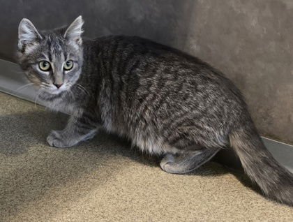 SIGRID - Domestic Short Hair available for adoption