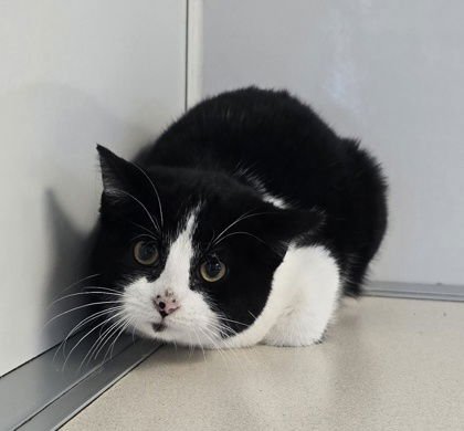 DISCORD - Domestic Short Hair available for adoption