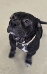 MEDUSA - Pit Bull Terrier available for adoption