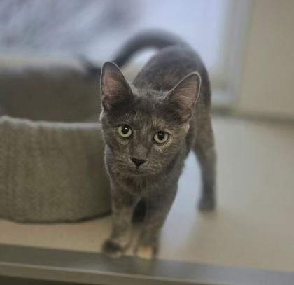SIENNA - Domestic Short Hair available for adoption