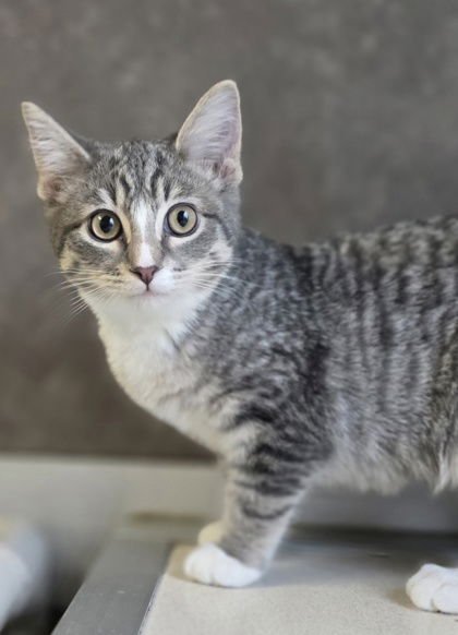 WHISPERS - Domestic Short Hair available for adoption