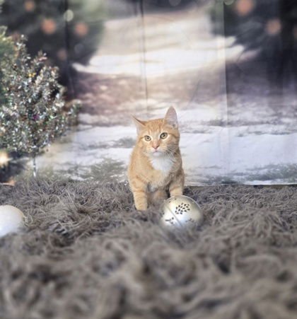 MARVIN - Domestic Short Hair available for adoption