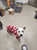 EVANGELINE - Unknown available for adoption